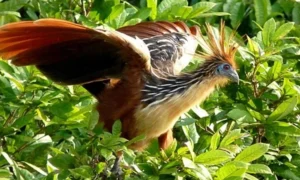 Gà hôi không chỉ là một loài chim thú vị mà còn đóng vai trò quan trọng trong các nghiên cứu khoa học và nỗ lực bảo tồn